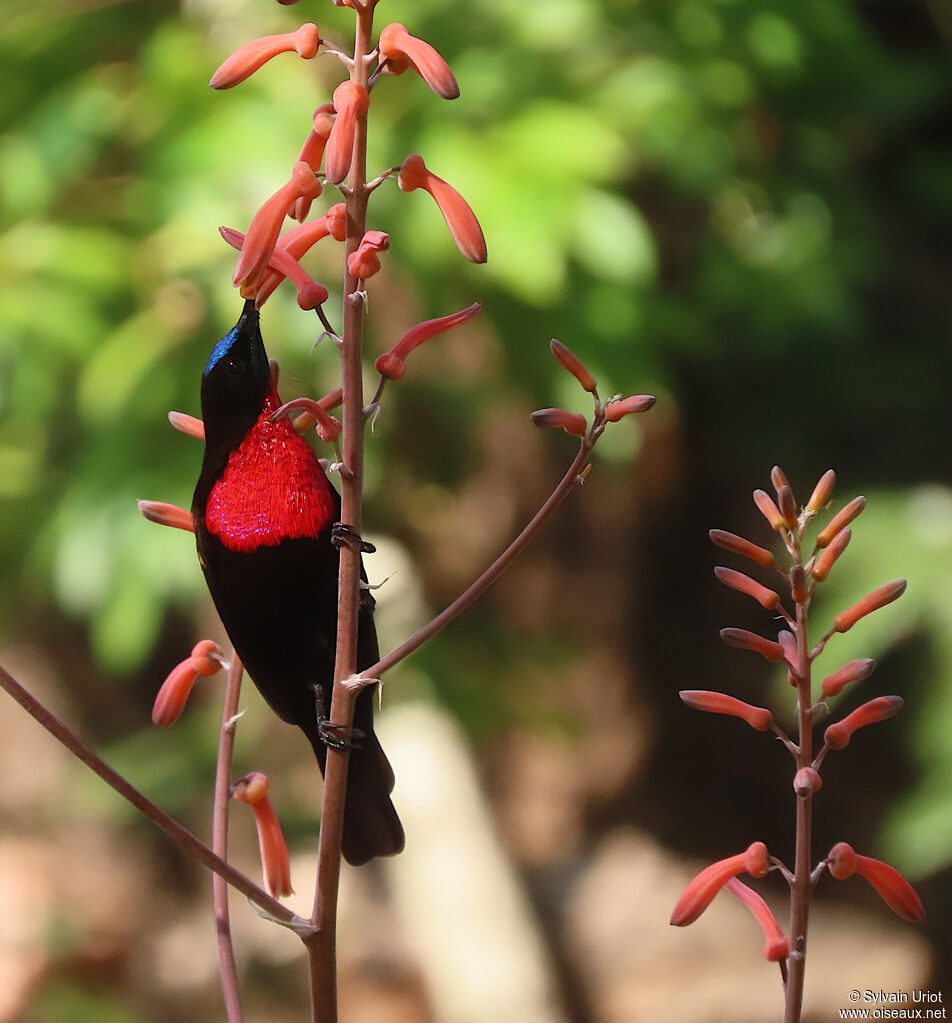 Scarlet-chested Sunbird male adult