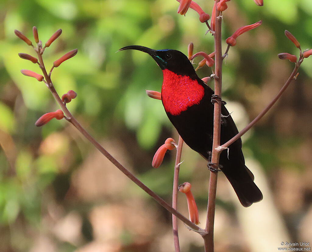 Scarlet-chested Sunbird male adult