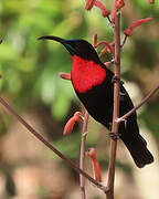 Scarlet-chested Sunbird