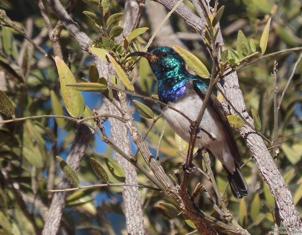 White-bellied Sunbird male adult