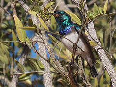 White-bellied Sunbird