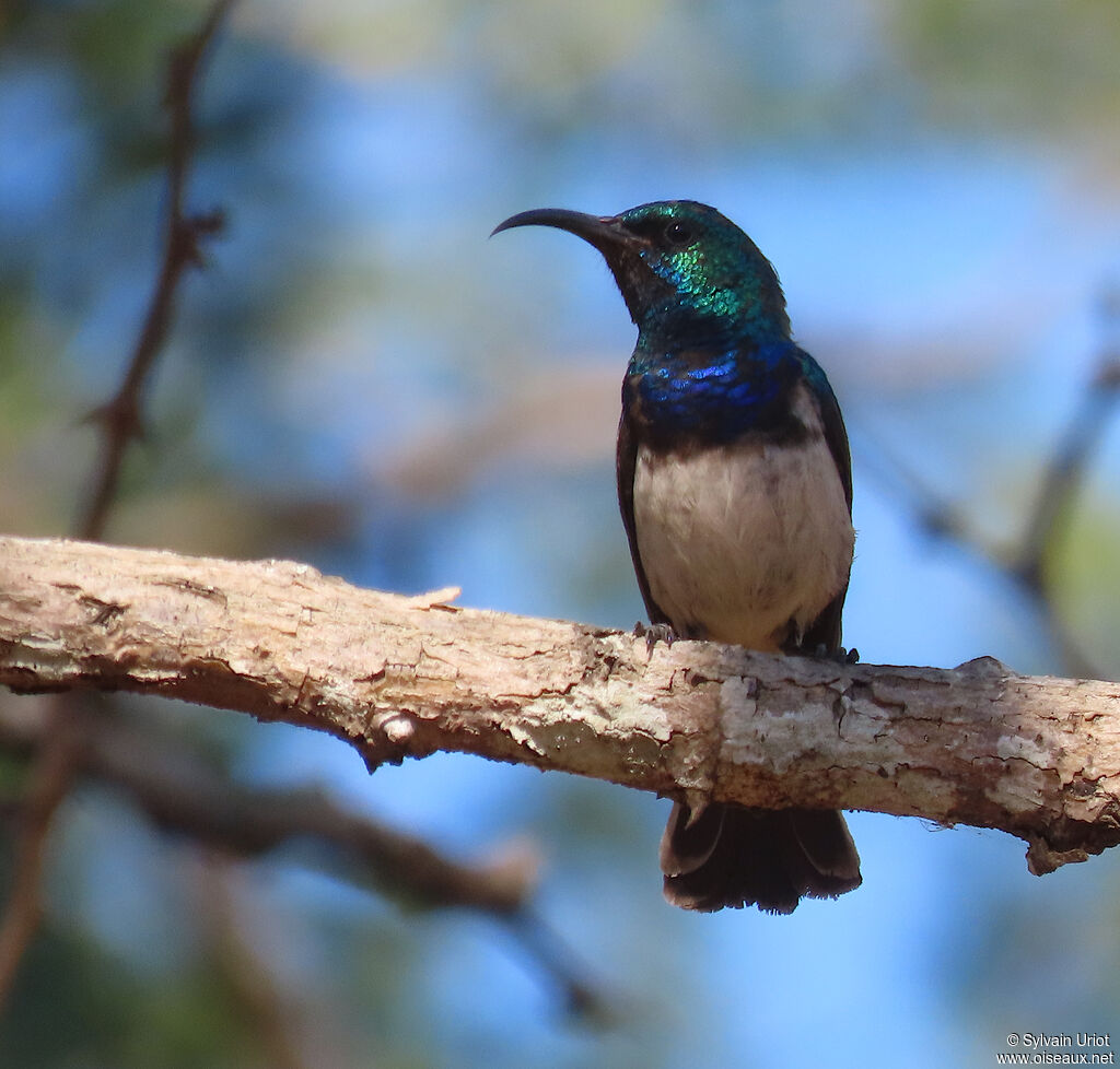 White-bellied Sunbird male adult