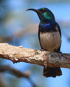 White-bellied Sunbird