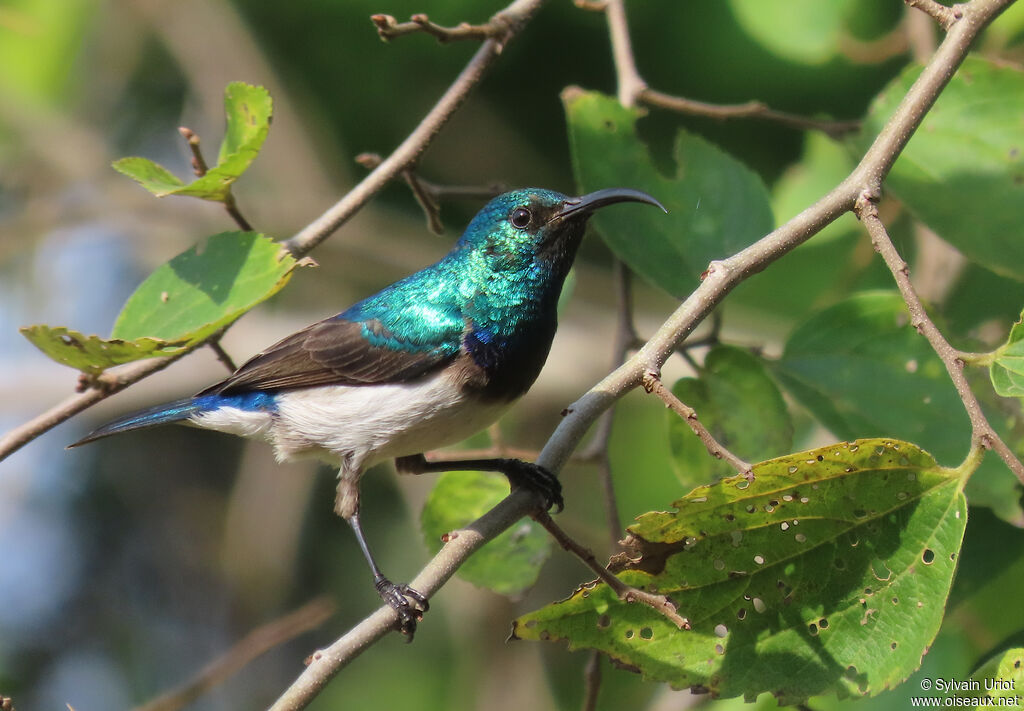 White-bellied Sunbird male adult