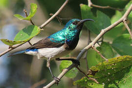 White-bellied Sunbird