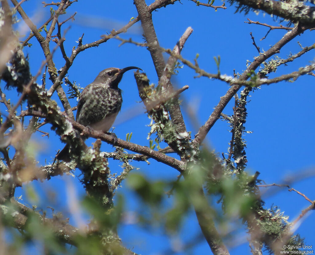 Amethyst Sunbird female adult