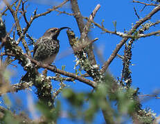 Amethyst Sunbird