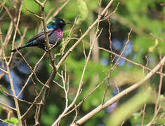 Purple-banded Sunbird