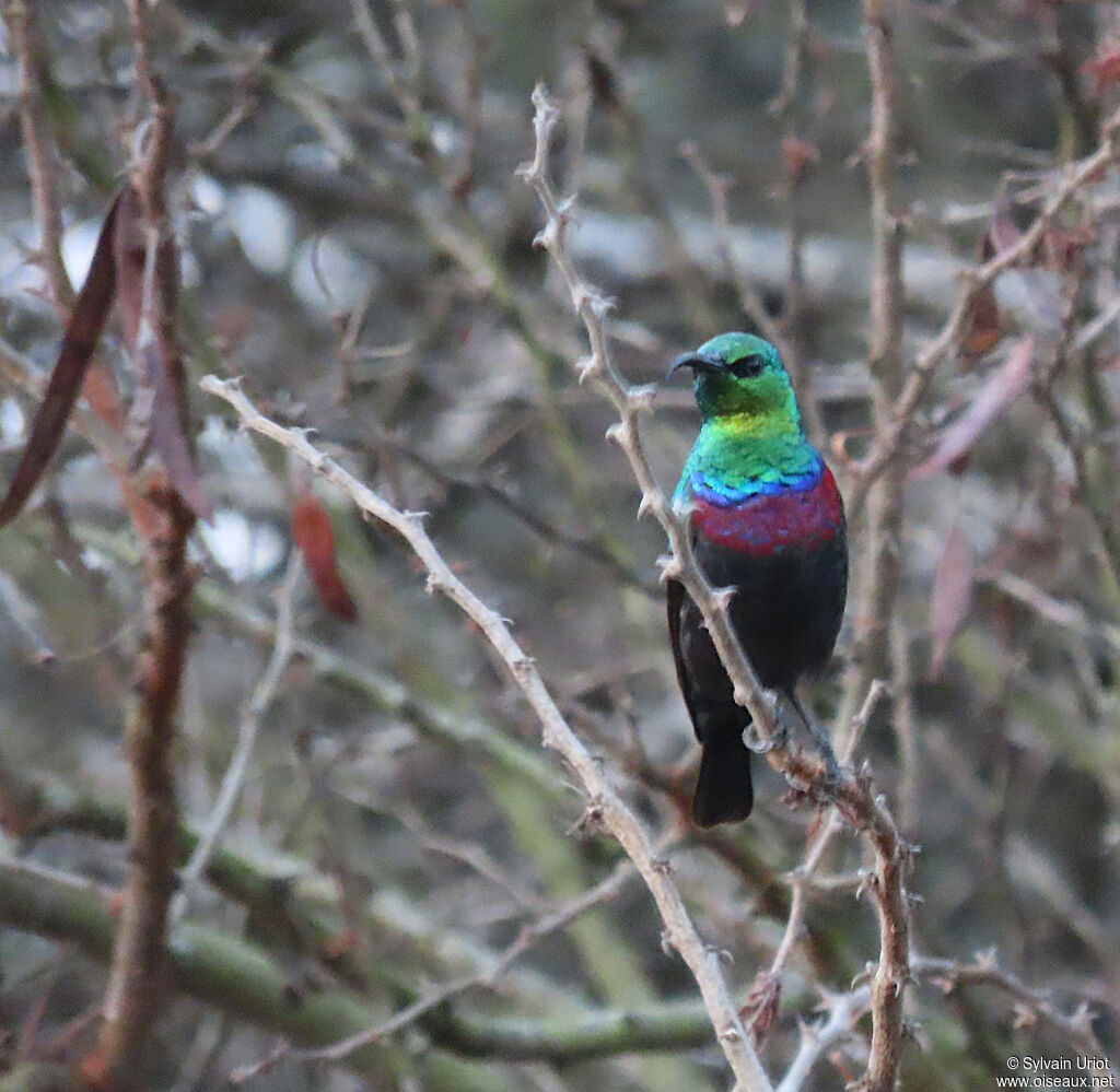 Purple-banded Sunbird male adult