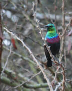 Purple-banded Sunbird