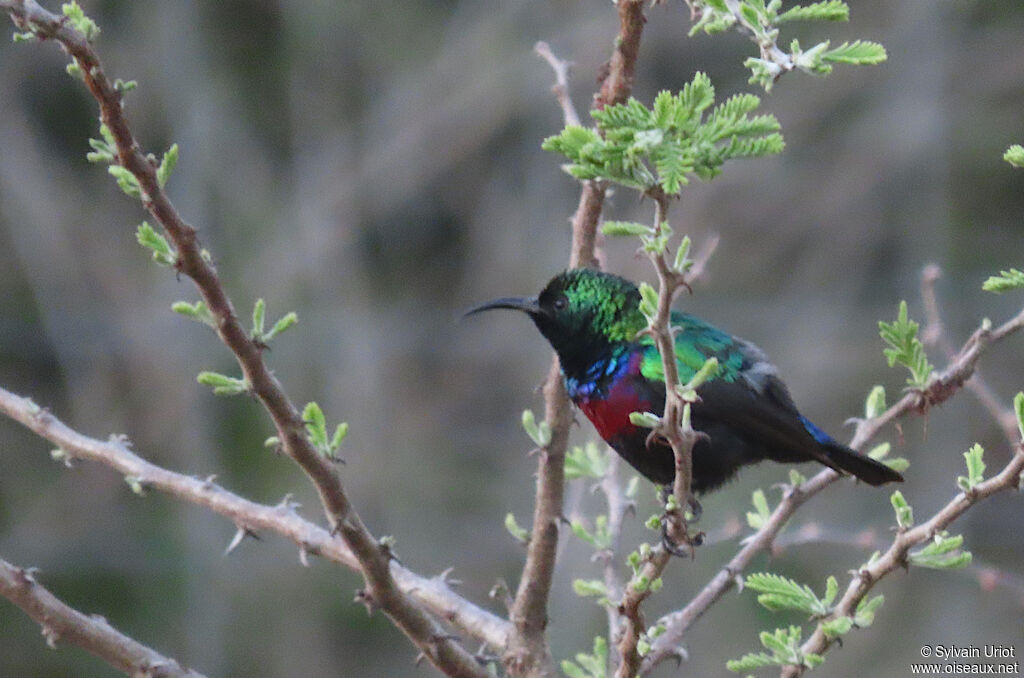 Purple-banded Sunbird male adult