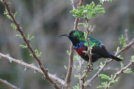 Purple-banded Sunbird