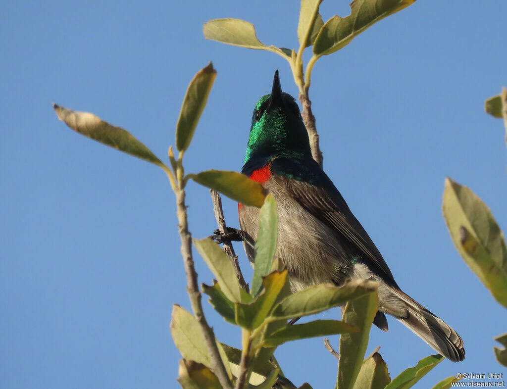 Southern Double-collared Sunbird male adult