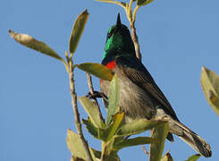 Southern Double-collared Sunbird