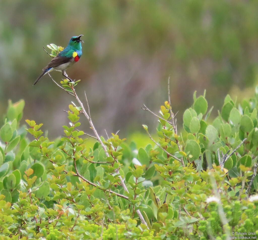 Southern Double-collared Sunbird male adult