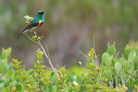 Southern Double-collared Sunbird