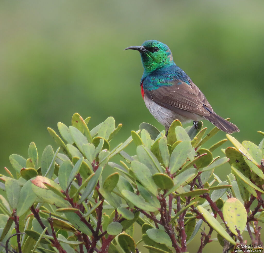 Southern Double-collared Sunbird male adult