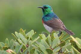 Southern Double-collared Sunbird