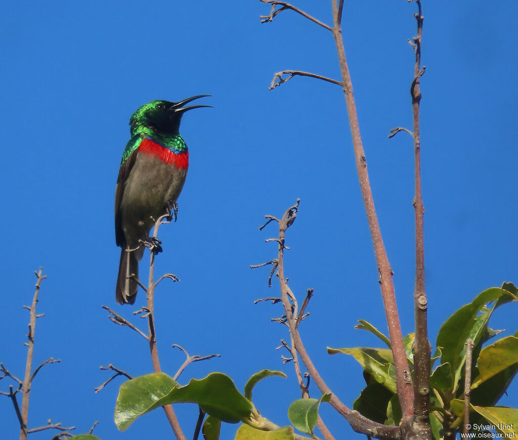 Southern Double-collared Sunbird male adult