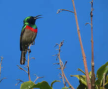 Southern Double-collared Sunbird