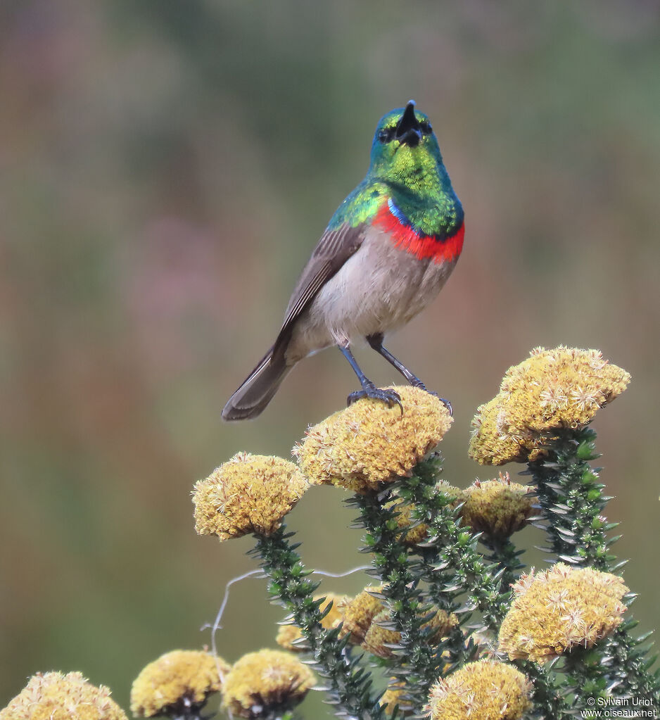 Southern Double-collared Sunbird male adult