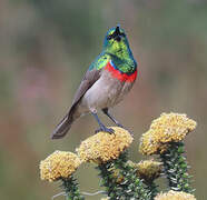 Southern Double-collared Sunbird