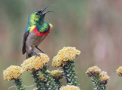 Southern Double-collared Sunbird