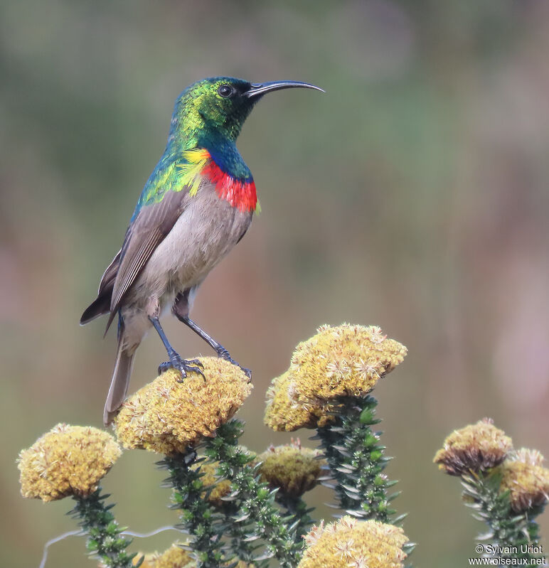 Southern Double-collared Sunbird male adult