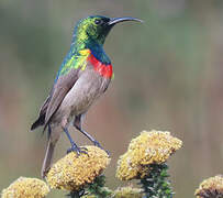 Southern Double-collared Sunbird