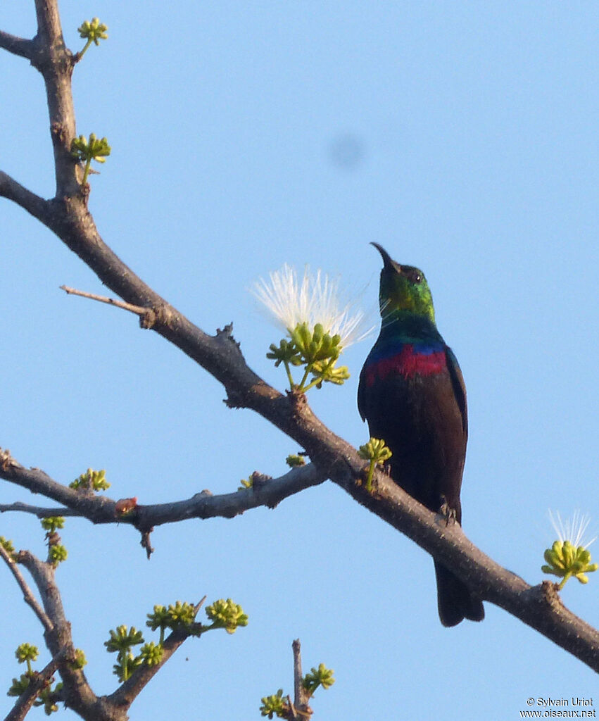 Marico Sunbird