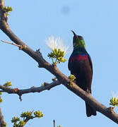 Marico Sunbird