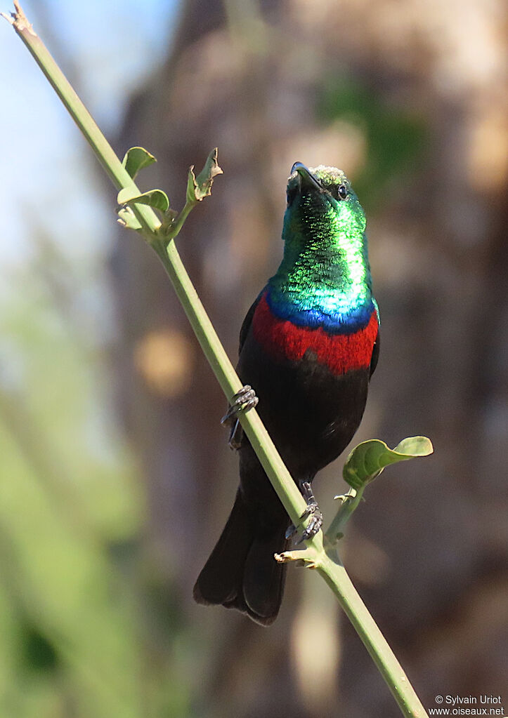 Marico Sunbird male adult