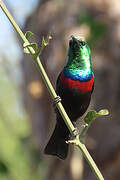 Marico Sunbird