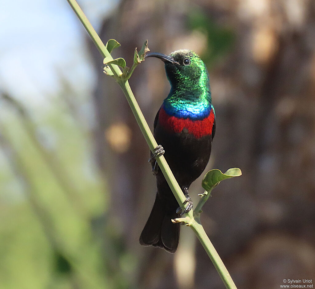 Marico Sunbird male adult