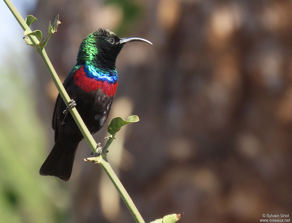 Marico Sunbird male adult