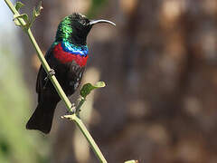 Marico Sunbird