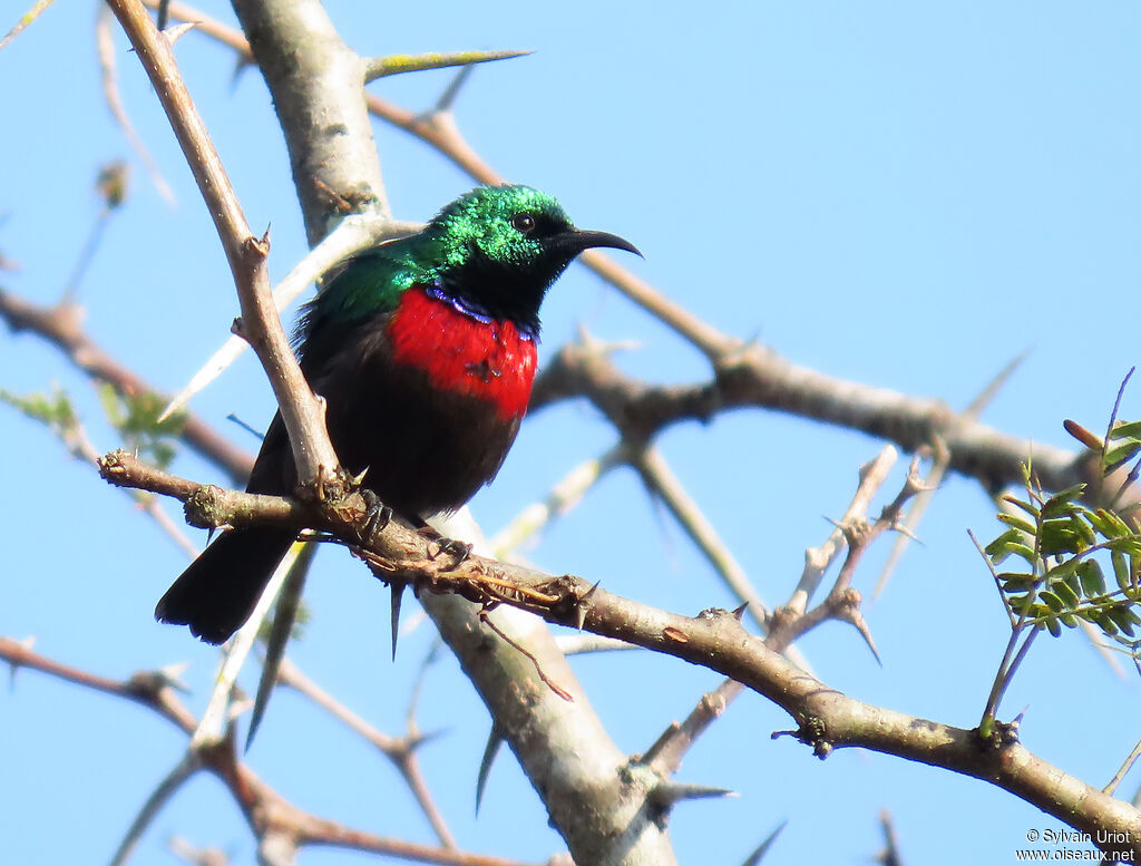 Neergaard's Sunbird male adult