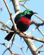 Neergaard's Sunbird