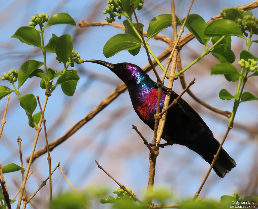 Splendid Sunbird male adult