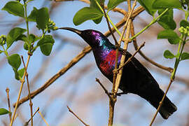 Splendid Sunbird