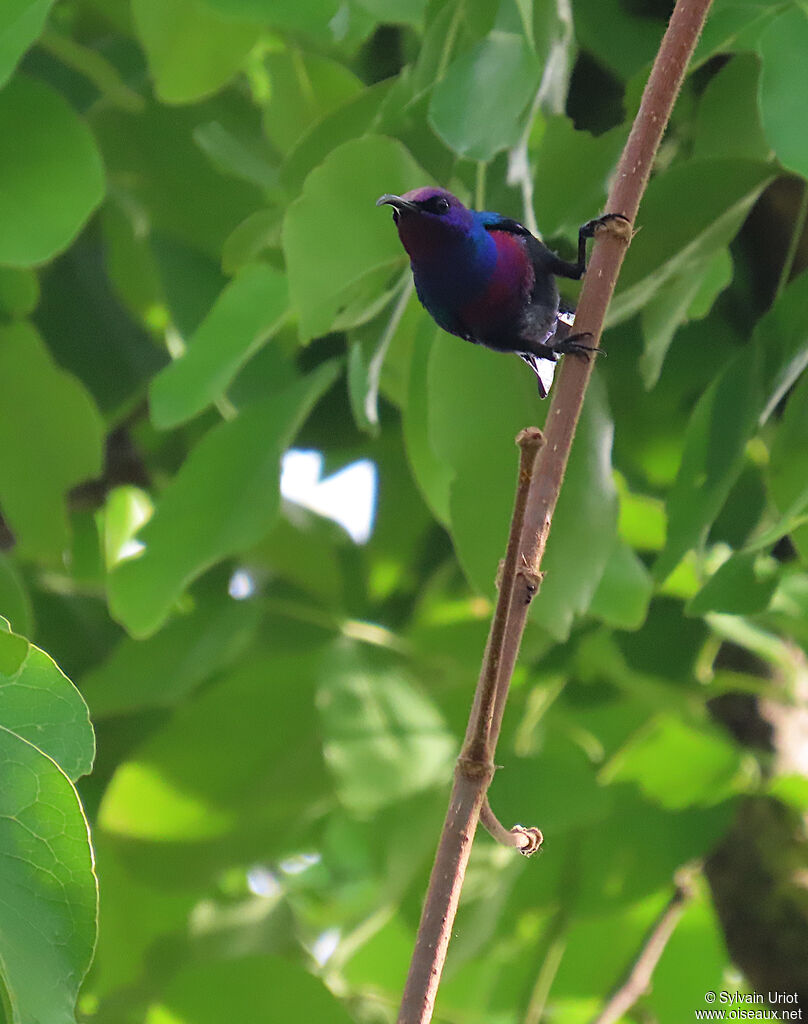 Splendid Sunbird male adult
