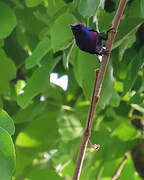 Splendid Sunbird