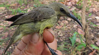 Splendid Sunbird