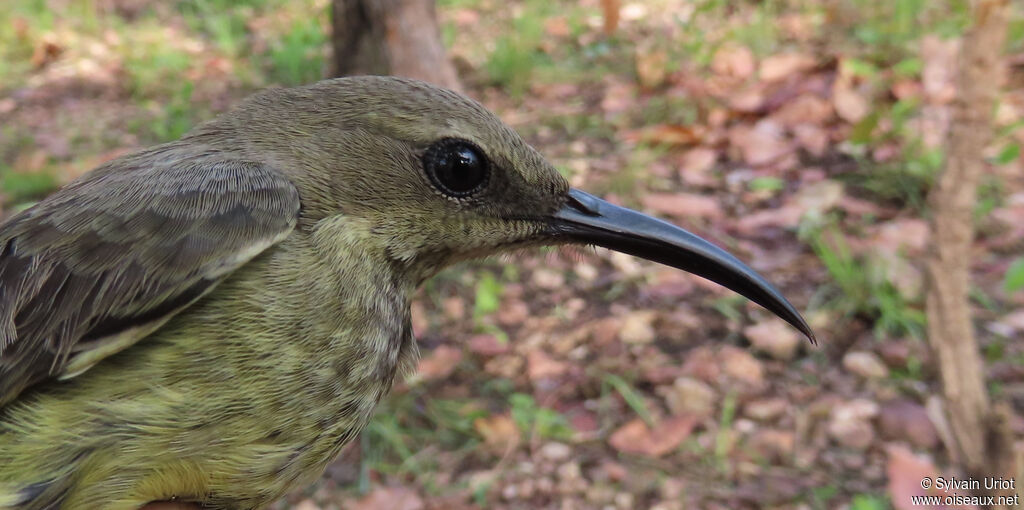 Splendid Sunbird female adult