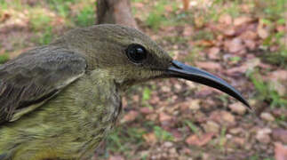 Splendid Sunbird