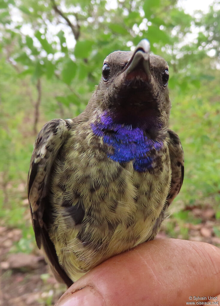 Splendid Sunbird male immature