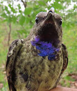 Splendid Sunbird