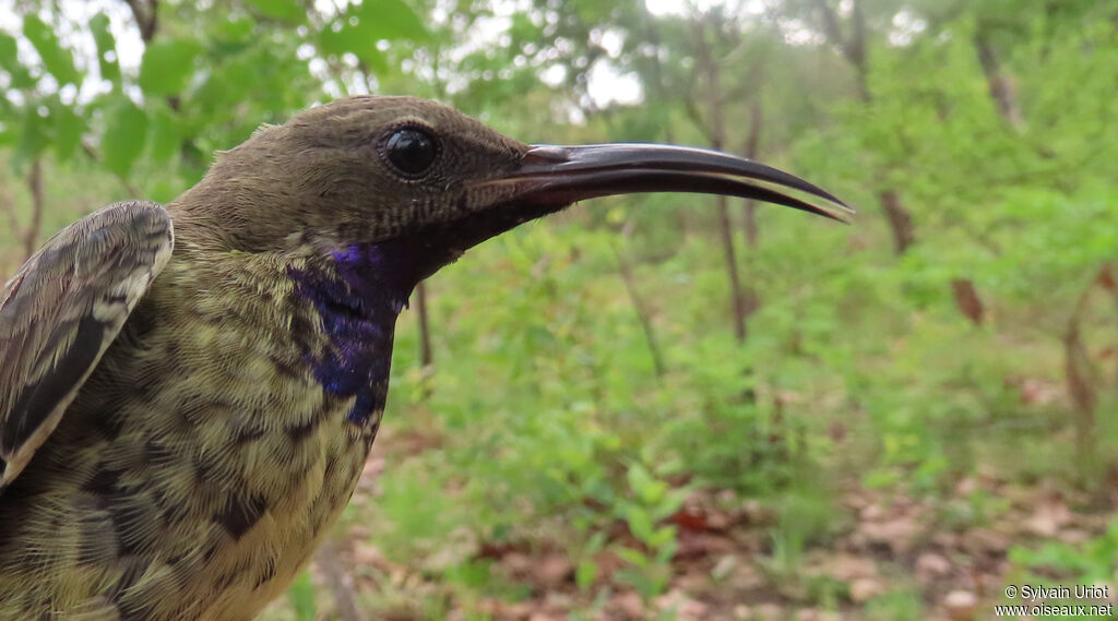 Splendid Sunbird male immature