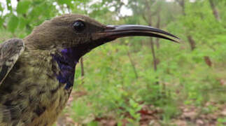 Splendid Sunbird