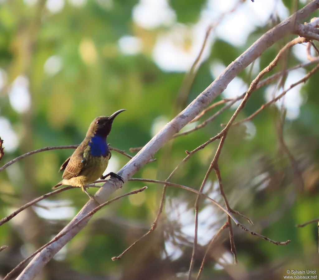 Splendid Sunbird male immature